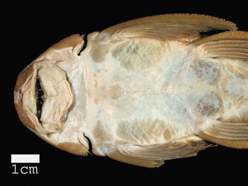 Media type: image; Ichthyology 29051